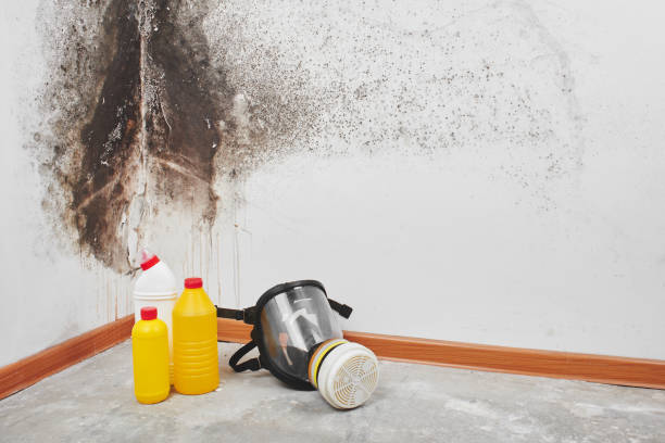 Best Attic Mold Removal  in Prestonsburg, KY