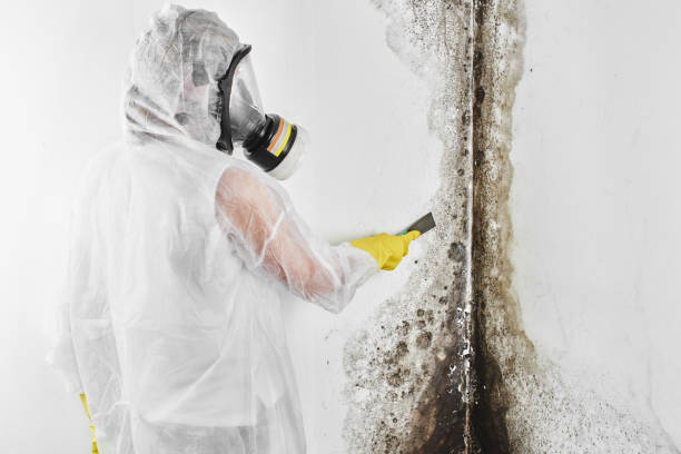 Trusted Prestonsburg, KY Mold Removal Experts