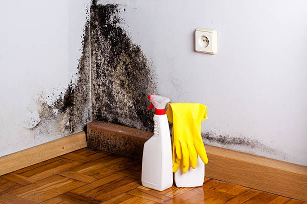 Mold Testing and Removal in Prestonsburg, KY