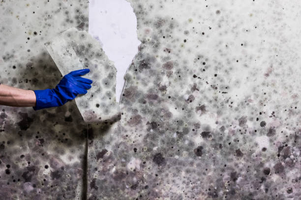 Best Professional Mold Removal  in Prestonsburg, KY