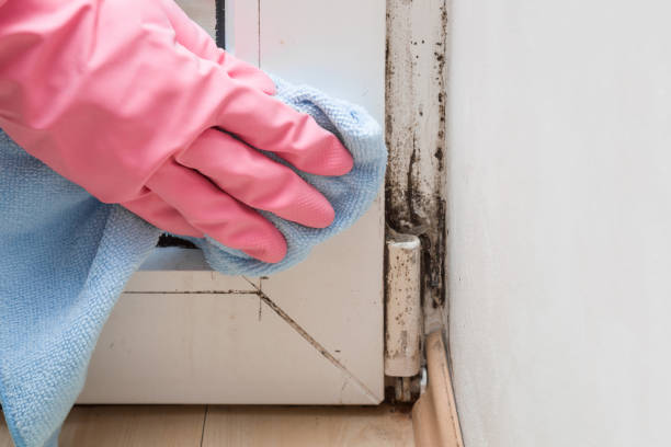 Certified Mold Removal in Prestonsburg, KY