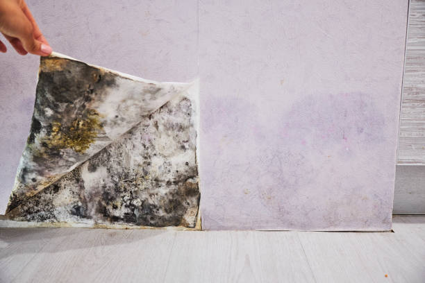Best Office Mold Removal Services  in Prestonsburg, KY
